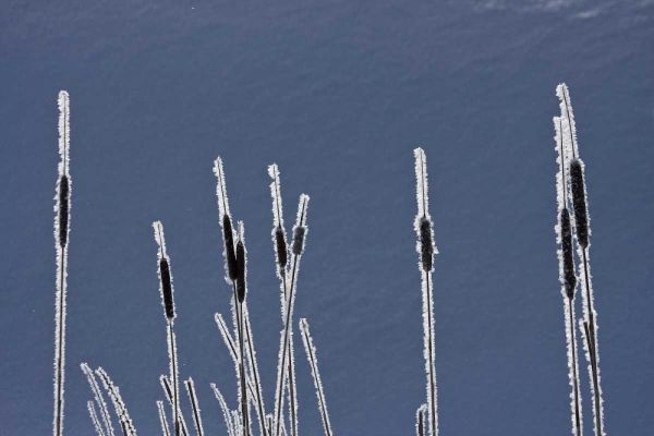 Canada, BC Bulrushes coated with hoar frost